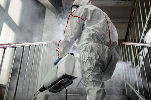 South Dos Palos, CA Mold Removal Company